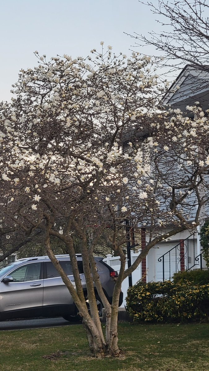 timelesslisa's tweet photo. Nice to see signs of Spring like this tree with white blossoms besides the clumps of daffodils all over the place. #nywx #longisland #zone7a https://t.co/nnCMCA5a2q