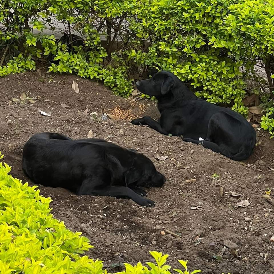 Dos perros andan deambulando por la  vía 7 4-20 zona 4, parece que llevan varios días allí, por si saben quienes son sus familiares....