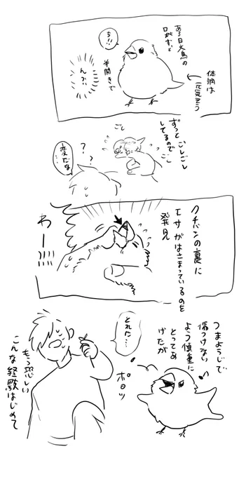 パニックになった日記 幸いすぐ気づけたけど、文鳥飼いさんはこんなこと結構あるんだろうか🥲 