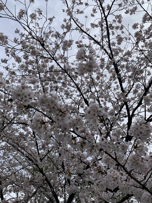 ご近所さんちの桜が満開だわ 