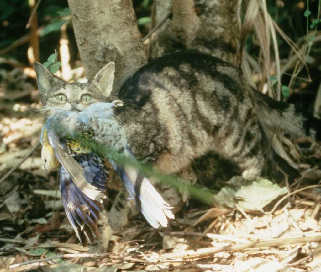 I recently chaired the 13th meeting of the Feral Cat Taskforce. Great to hear reports on success, challenges, and progress underway nationally to tackle the threat of feral cats. Learn more about the taskforce and read the communiqué from the meeting: dcceew.gov.au/environment/in…