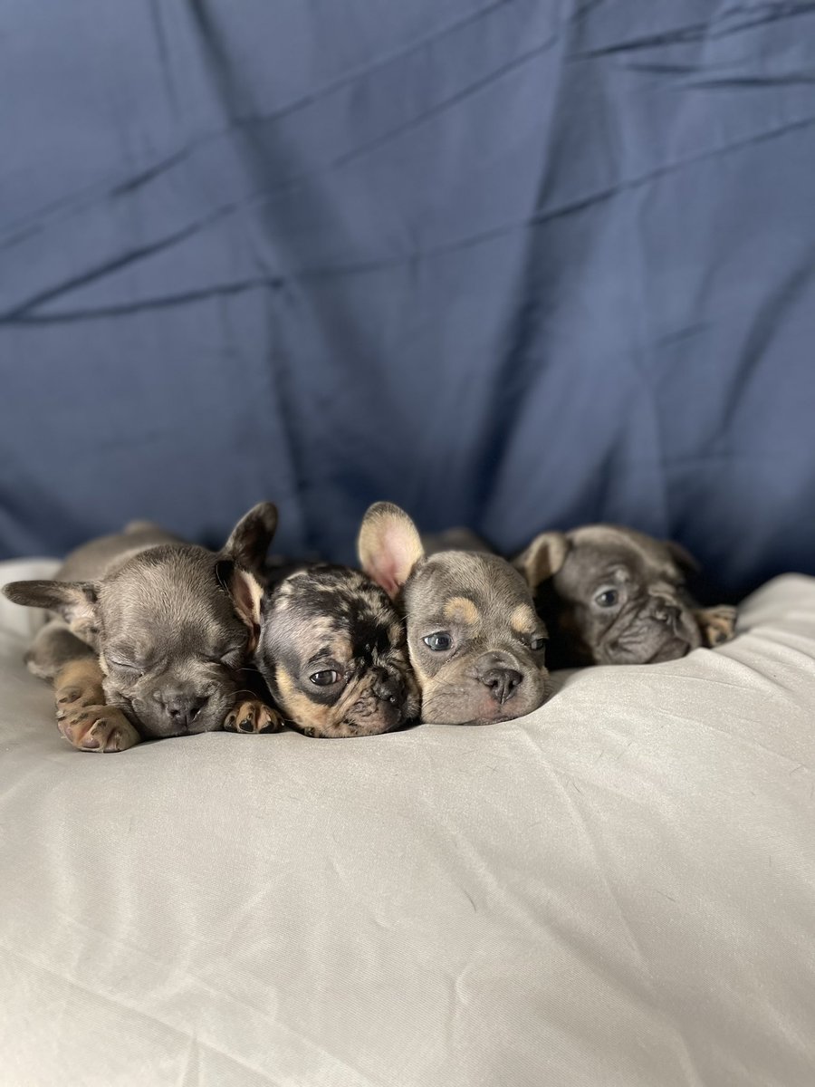 eric95salazar's tweet photo. How could you not want one 😍 https://t.co/1G8HwCRhQY