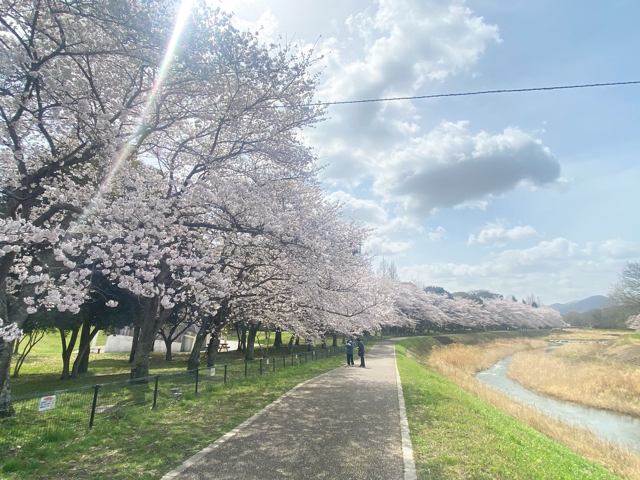 亀岡市八木町の梅林で人形に孤独つて素敵とつぶやく人-