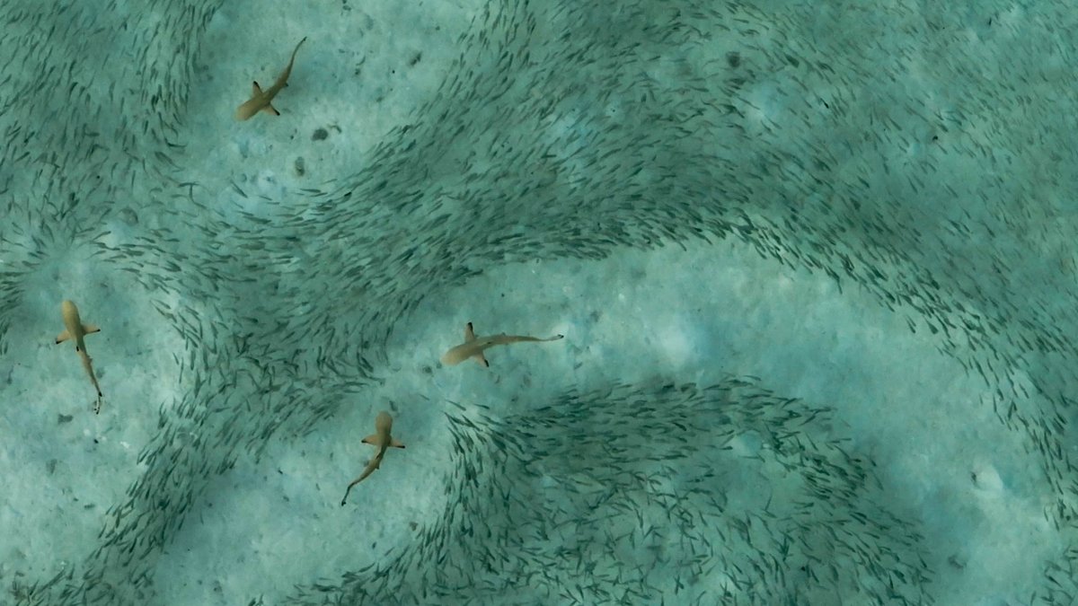 August (@augustpala) on Twitter photo Today is our last day in The Maldives, and we had an incredible time studying baby blacktip reef sharks preying on huge schools of fish with <a href="/icouzin/">Iain Couzin</a>, <a href="/albi_angela/">Angela Albi</a> , Luke. Thanks to Inge, <a href="/Luca10in2010/">Dr. Luca Fallati</a> , <a href="/MaRHECenter/">MaRHE Center</a> and all other amazing people we met. 🦈🐟🌊 <a href="/MPI_animalbehav/">MPI-AB is on Bluesky @mpi-animalbehav.bsky.social</a> Today is our last day in The Maldives, and we had an incredible time studying baby blacktip reef sharks preying on huge schools of fish with <a href="/icouzin/">Iain Couzin</a>, <a href="/albi_angela/">Angela Albi</a> , Luke. Thanks to Inge, <a href="/Luca10in2010/">Dr. Luca Fallati</a> , <a href="/MaRHECenter/">MaRHE Center</a> and all other amazing people we met. 🦈🐟🌊 <a href="/MPI_animalbehav/">MPI-AB is on Bluesky @mpi-animalbehav.bsky.social</a>