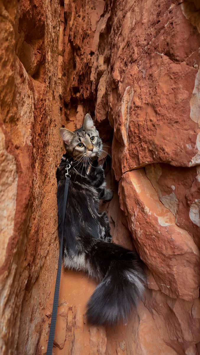 I was a lil scared to climb these rocks for the first time but, I did it! ☀️😻🐾

#CatsOnTwitter #cats #CatsOfTwitter #AdventureTime #hikingadventures