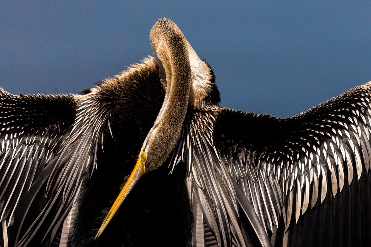 Swaroop Singha Roy tweet media