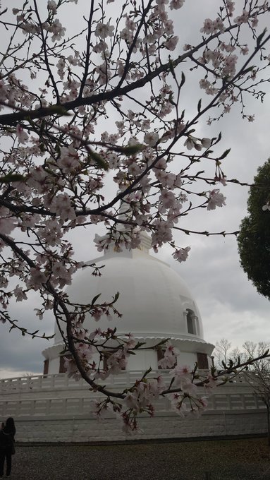 #桜とPortal2023 #Ingress花岡山ポータル群から「仏舎利塔」「戸坂稲荷 鳥居」 