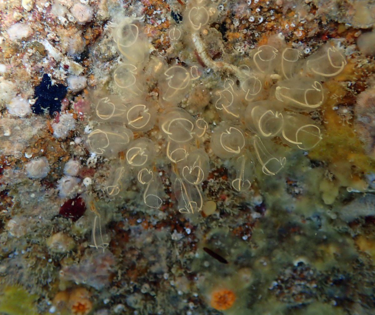 le_jerriais's tweet image. La pathole d'aniet – #Jèrriais word of today: eune êclyich'rêsse en lampion -  lightbulb sea squirt soundcloud.com/jerriais/eune-… (MBDF à @NicolasJouault pouor lé portrait)