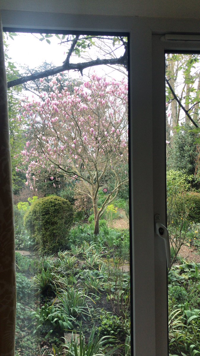 Enjoying the magnificent Magnolia soulangeana this morning - such a joy after last year’s frost-induced mush within a day of opening . #springgarden #frontgarden #perfecttreeforsummershade #treesforsmallgardens #magnoliasoulangeana