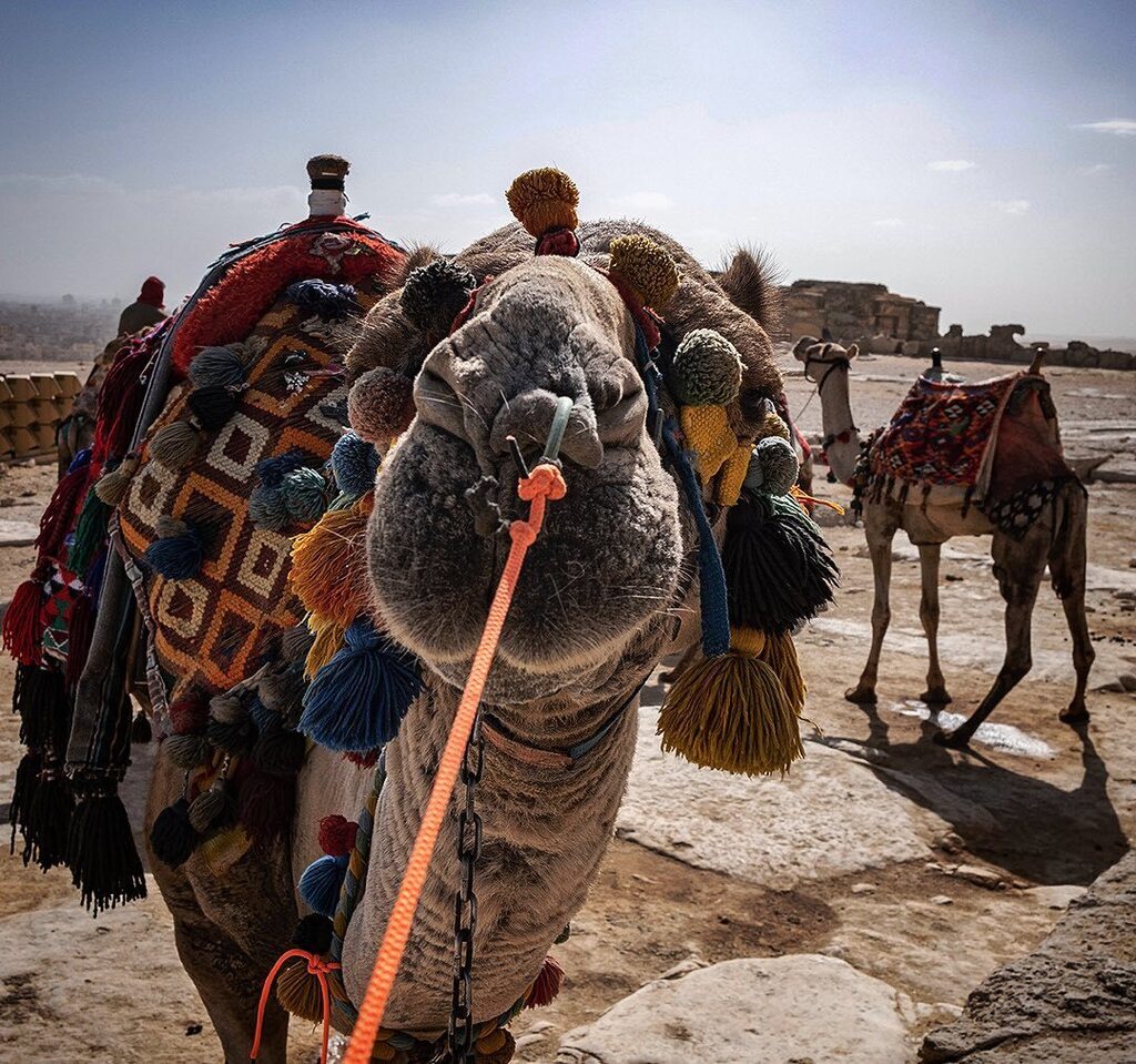 Smile.
#Fuji #Fujifilm #X100V #🗻 #Technicolour #Giza #Necropolis #Tourist #Camel #🐪 #Camelback #Safari
#CAI #🇪🇬 #Egypt #مصر #Giza #GizaPyramids
#Everyday #EverydayEverywhere #EverydayCairo #EverydayEgypt #EverydayAfrica #EverydayMiddleEast instagr.am/p/CqSTA7RNDns/