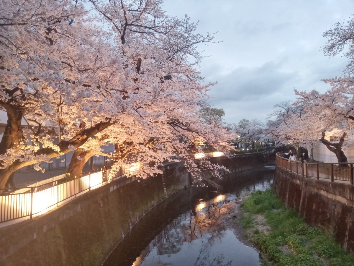 fromsetagaya's tweet photo. 東宝スタジオの仙川沿いの桜ライトアップ、18時から始まった☺️
今日、自分でも守衛さんに確認。
・あさって3月29日（水）まで
・18時〜20時
とのこと。
久々に見れて感動😂
#祖師ヶ谷大蔵 #成城学園前 #東宝スタジオ https://t.co/WyUsi7Hc2Y