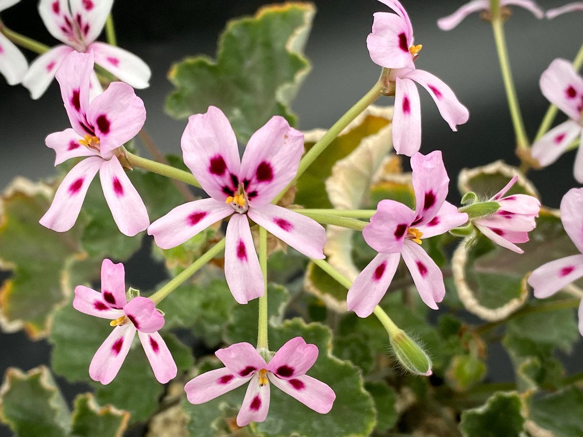 GakuAmbient's tweet photo. ペラルゴニウム・エキナツム
Pelargonium echinatum

なぜかあまり人気が無い。
知名度が低いのかな？

#ペラルゴニウム
#多肉植物 https://t.co/8Ycj01J4Oy