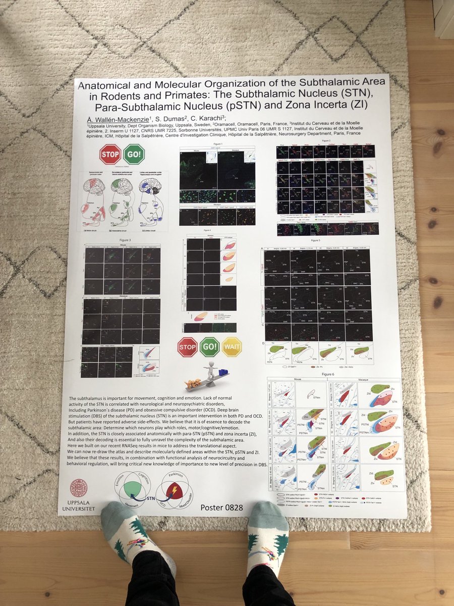 MackenzieLab1's tweet image. Checking the quality of my poster for the AD/PD meeting in Gothenburg, starting tomorrow. Translational histological study of the subthalamic area in mice and primate. Poster #0828. Come see! It looks rather neat! And important new data redrawing the maps!