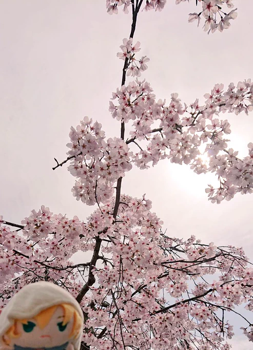 垂れ桜と山姥切国広垂れ桜好きです⸜( ' ꒳ ` )⸝ 