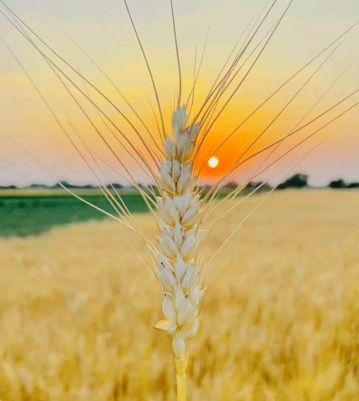 AzharShar19's tweet photo. جنهنجي گُندي ۾ داڻا، تنهنجا چريا به سياڻا..! https://t.co/oDjlqaVCzk
