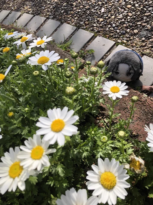 私は朝尊さんのことを多分お花の妖精か何かだと思っておる節がある 