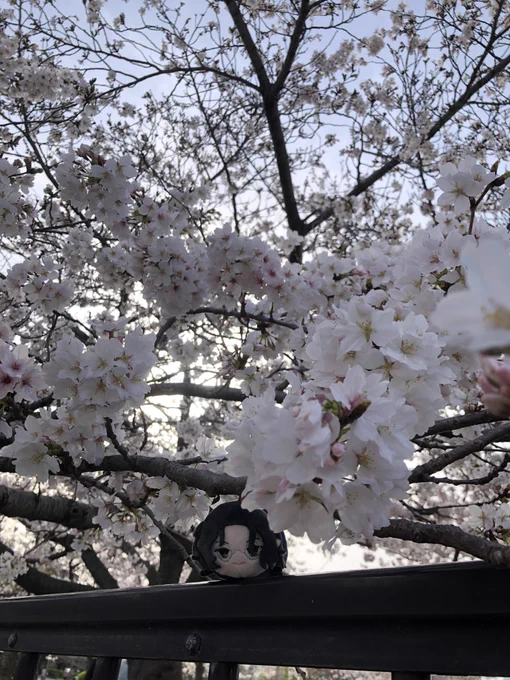 私は朝尊さんのことを多分お花の妖精か何かだと思っておる節がある 