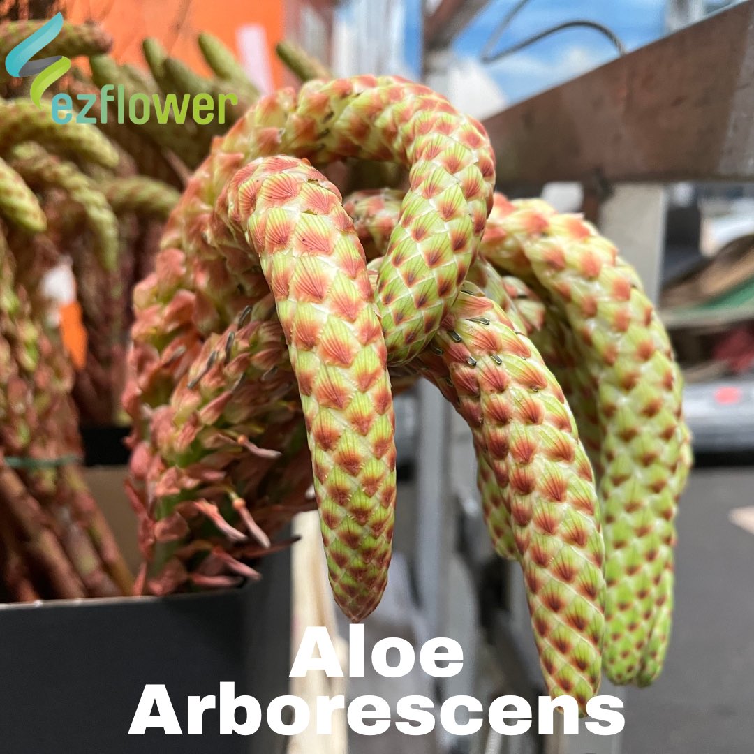 ez_flower's tweet photo. Having a walk at the Aalsmeer Auction aint that bad on a Monday morning. #flowers #blooms #flowersfromholland #dutchflowers #ezflower #flowerwholesale https://t.co/J2cEjPSvMU