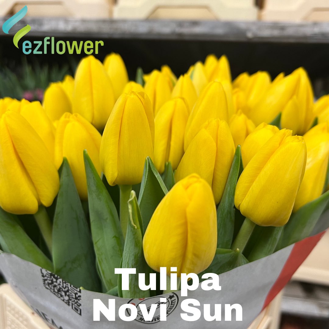 ez_flower's tweet photo. Having a walk at the Aalsmeer Auction aint that bad on a Monday morning. #flowers #blooms #flowersfromholland #dutchflowers #ezflower #flowerwholesale https://t.co/J2cEjPSvMU