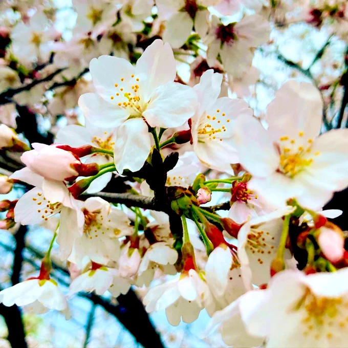 今日は桜の日らしいですよ近所の桜はもう満開です#桜の日 