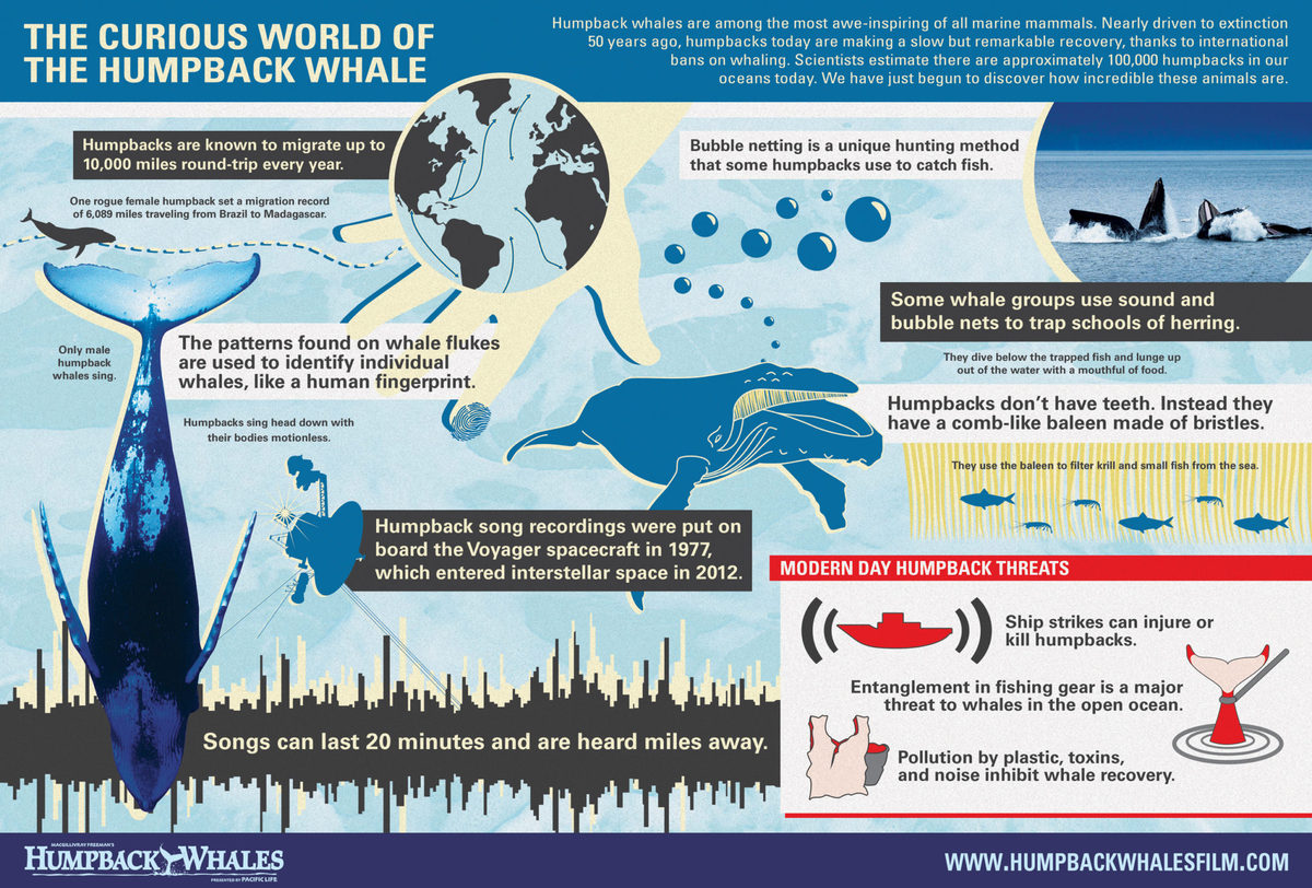 Humpback whales are among the most awe-inspiring of all marine mammals. Nearly driven to extinction 50 years ago, humpbacks today are making a slow but remarkable recovery, thanks to international bans on whaling. 🐋 🌊