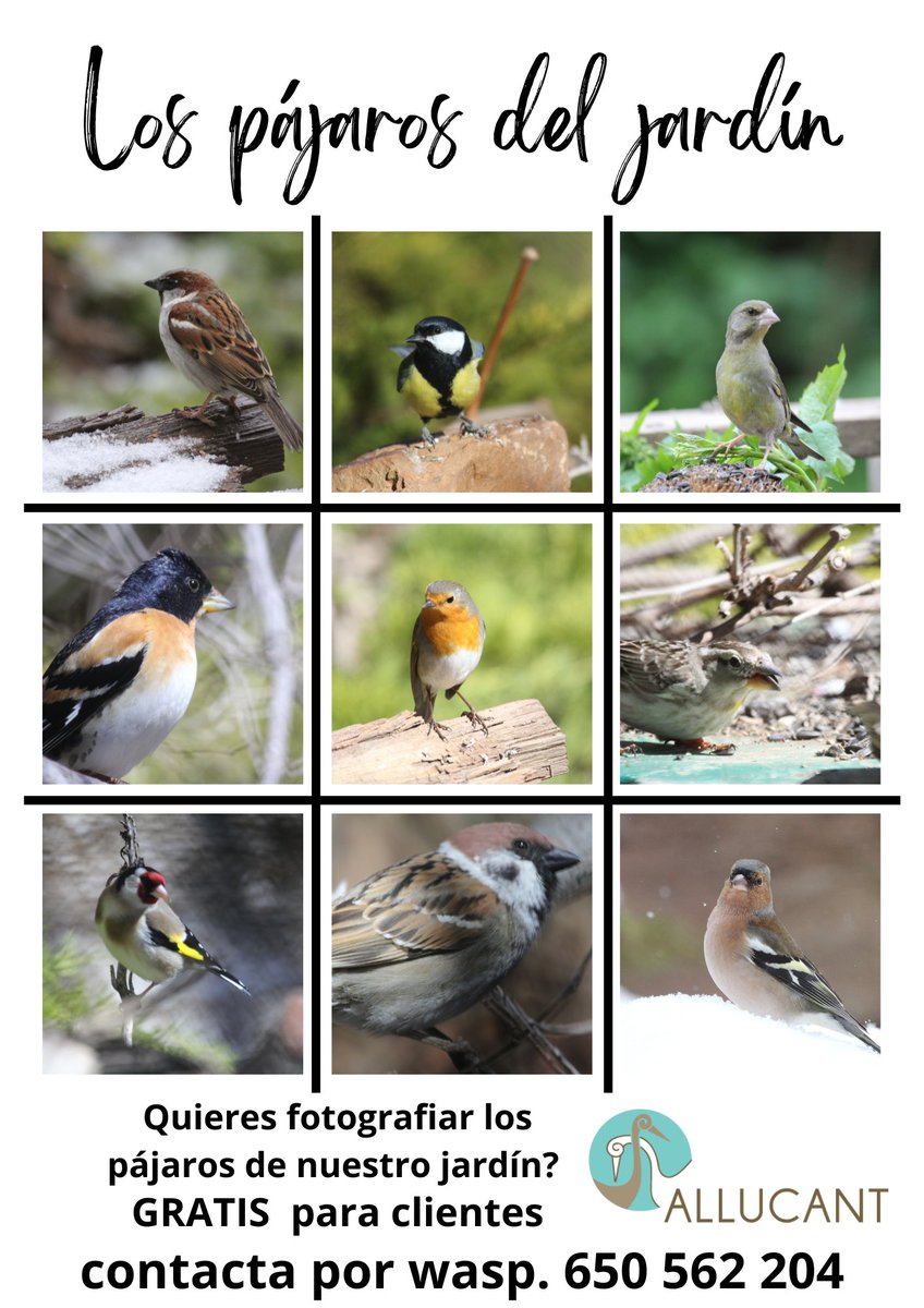 un rato disfrutando de los pajaros y poniendo en practica tu destreza fotografica, gratis si eres cliente de <a href="/allucant/">Allucant</a>