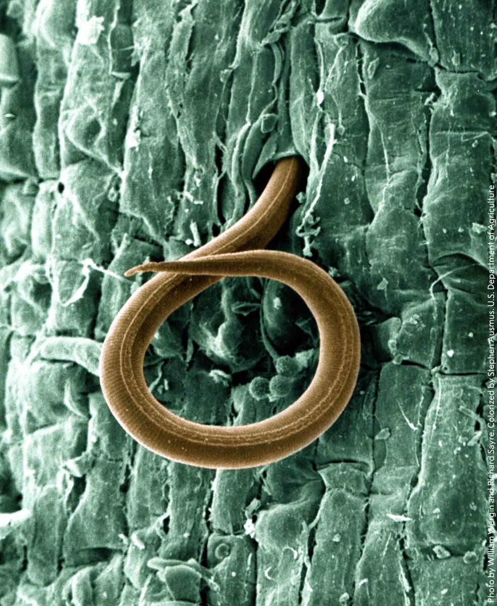 "If we don't understand the worm, we don't understand life." 

Biologist John Sulston's pioneering research on the development of cells within tiny nematode worms paved the way for new understandings of how cancers emerge. He shared the 2012 medicine prize for his discoveries.