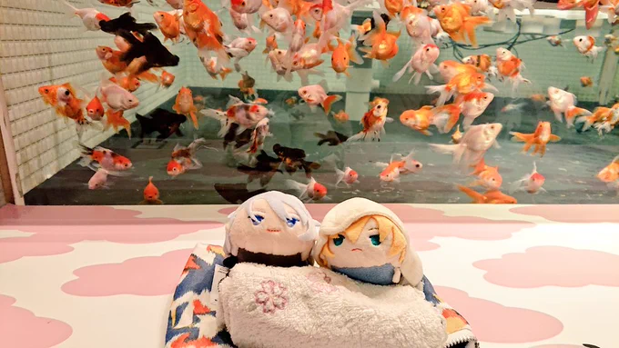 金魚と伯仲 