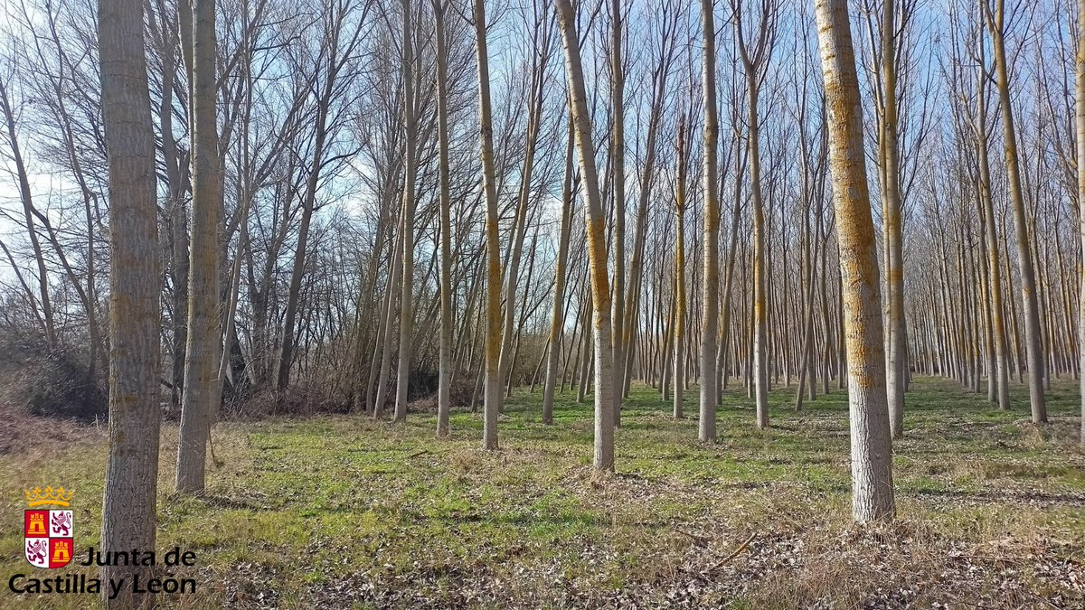 naturalezacyl's tweet photo. En las semanas del 13 y 20 de marzo desarrollamos la novena auditoría interna del Certificado Regional de #GestiónForestalSostenible de #CyL bajo el sistema @PEFCSpain
👉En los montes de la entidad certificada, #MIMCYL, se ha comprobado el cumplimiento del Sistema Español #PEFC https://t.co/rtLyOWZrR5