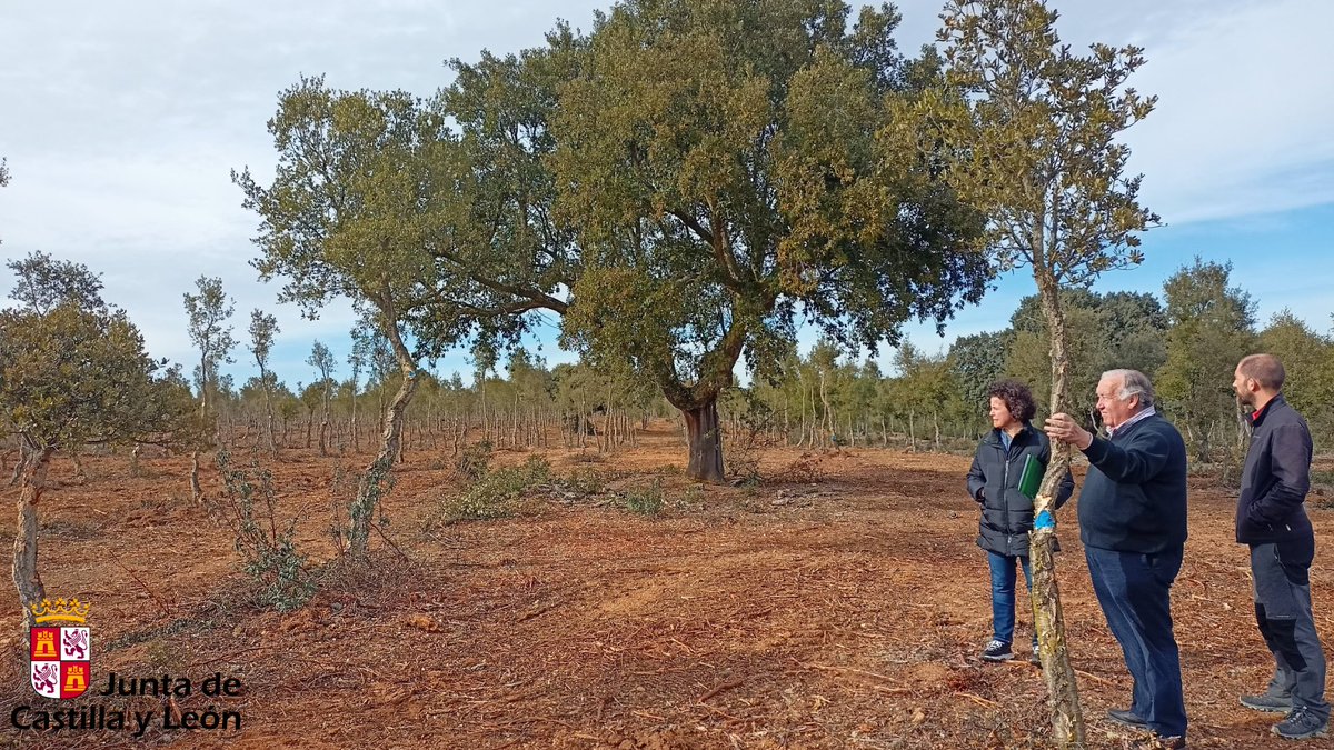 naturalezacyl's tweet photo. En las semanas del 13 y 20 de marzo desarrollamos la novena auditoría interna del Certificado Regional de #GestiónForestalSostenible de #CyL bajo el sistema @PEFCSpain
👉En los montes de la entidad certificada, #MIMCYL, se ha comprobado el cumplimiento del Sistema Español #PEFC https://t.co/rtLyOWZrR5