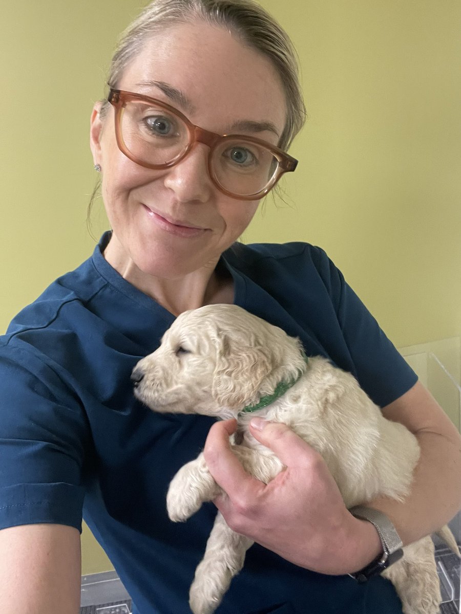 Our practice manager surprised us with her puppy today at work (on her day off!) definitely the best part of my day… think we should adopt a work doggo, patients would love it!!