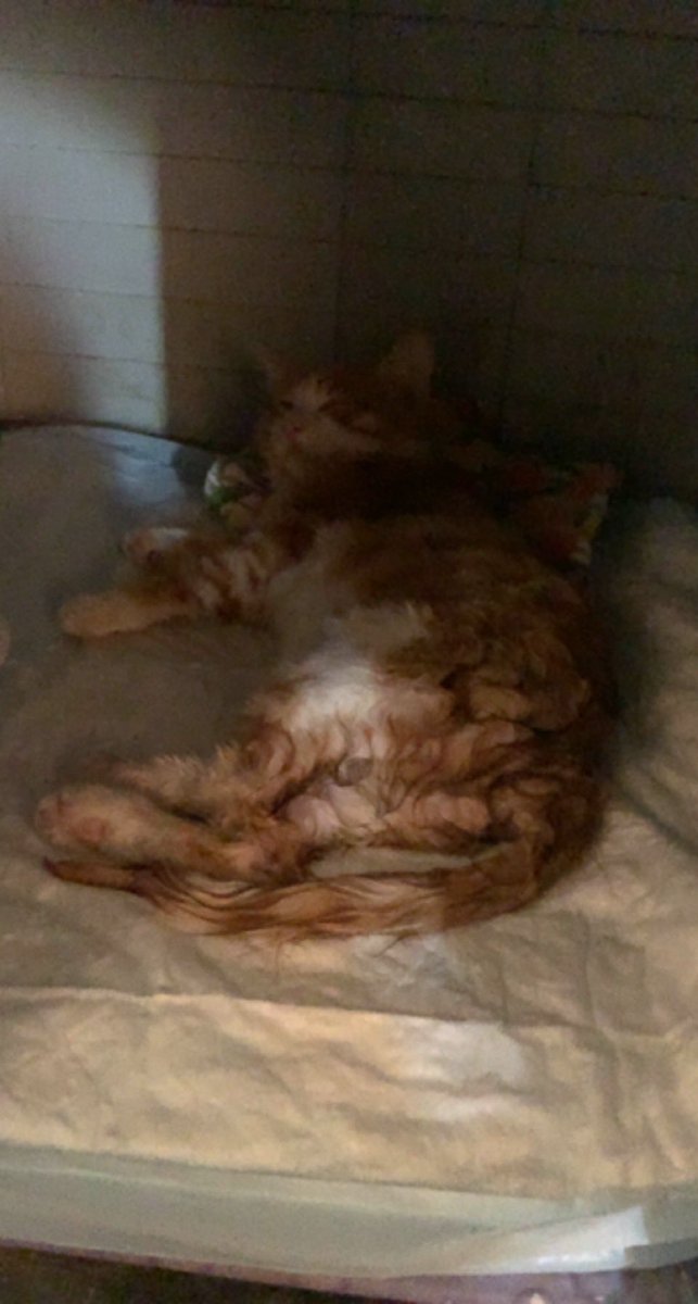 رجعت ولقيتهم مودينو الدكتورررررر تعبان ادعوله بليز منهاااره عليه 🥹🥹