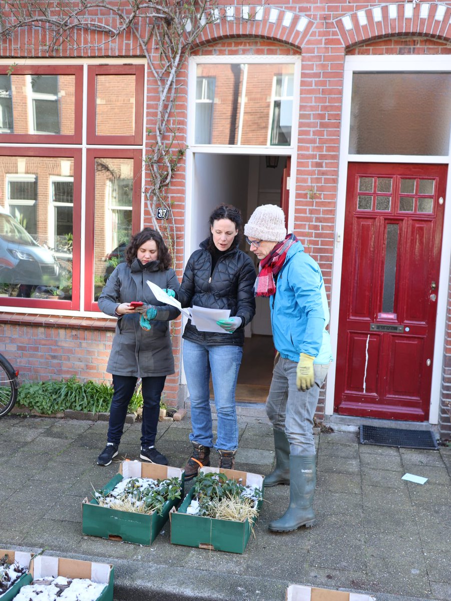 WBZuidwest's tweet photo. De Coornhertstraat in Dichterswijk is een stuk groener! 🌻 Bijna alle boomspiegels in de straat zijn vergroot. De groengroep organiseerde een gezellige dag waarop heel veel bewoners meehielpen planten én geveltuinen maken. Ook een groen initiatief starten? Wij helpen je graag!🌼 https://t.co/Dttgtr1sDR