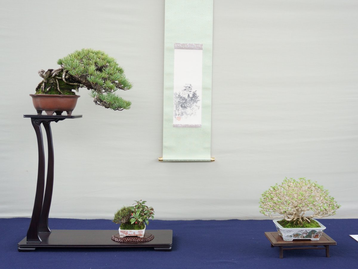 gakbonsai1 tweet picture