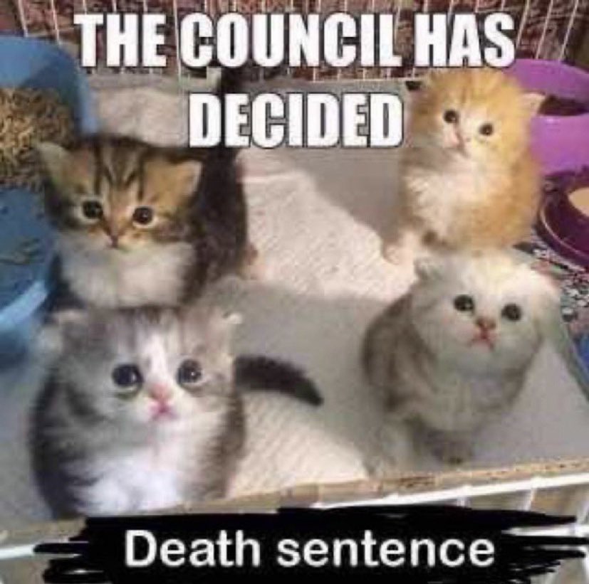 💛🤍This Cat Stares at Fascists 🏳️⚧️🪑💜🖤 tweet media