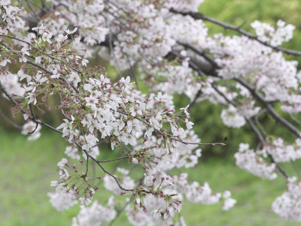 Ray_Ray178's tweet photo. 野川公園  桜
2023.3.27

今年も夜のライトアップは中止なので、昼間に撮影してきました。

 #写真が好きな人と繋がりたい 
 #写真で伝えたい私の世界 

SONY a7c https://t.co/gDGeFDy57C