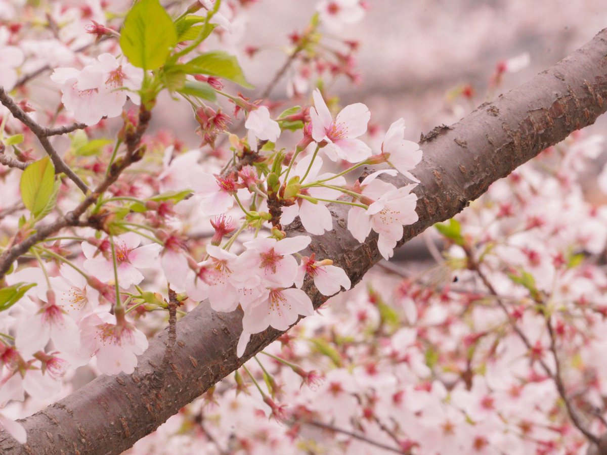 Ray_Ray178's tweet photo. 野川公園  桜
2023.3.27

今年も夜のライトアップは中止なので、昼間に撮影してきました。

 #写真が好きな人と繋がりたい 
 #写真で伝えたい私の世界 

SONY a7c https://t.co/gDGeFDy57C