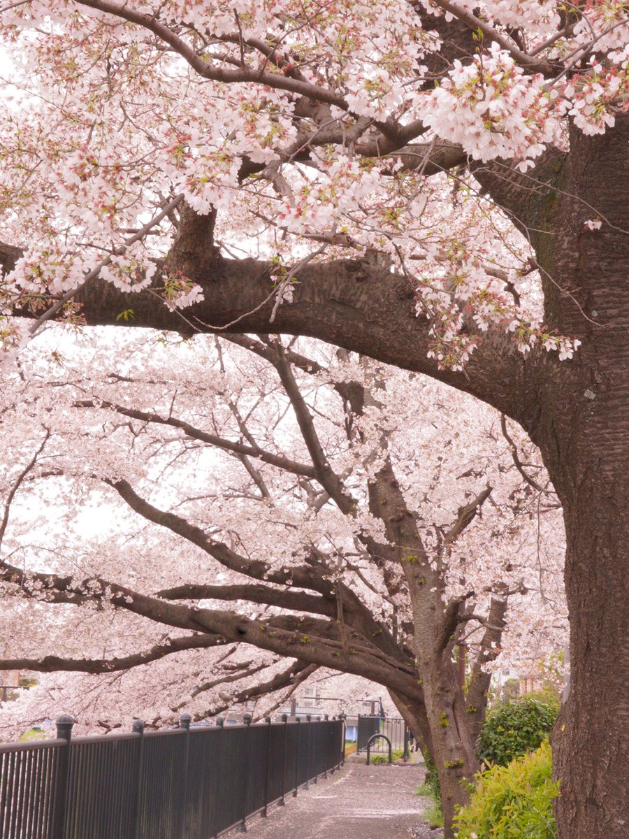 Ray_Ray178's tweet photo. 野川公園  桜
2023.3.27

今年も夜のライトアップは中止なので、昼間に撮影してきました。

 #写真が好きな人と繋がりたい 
 #写真で伝えたい私の世界 

SONY a7c https://t.co/gDGeFDy57C