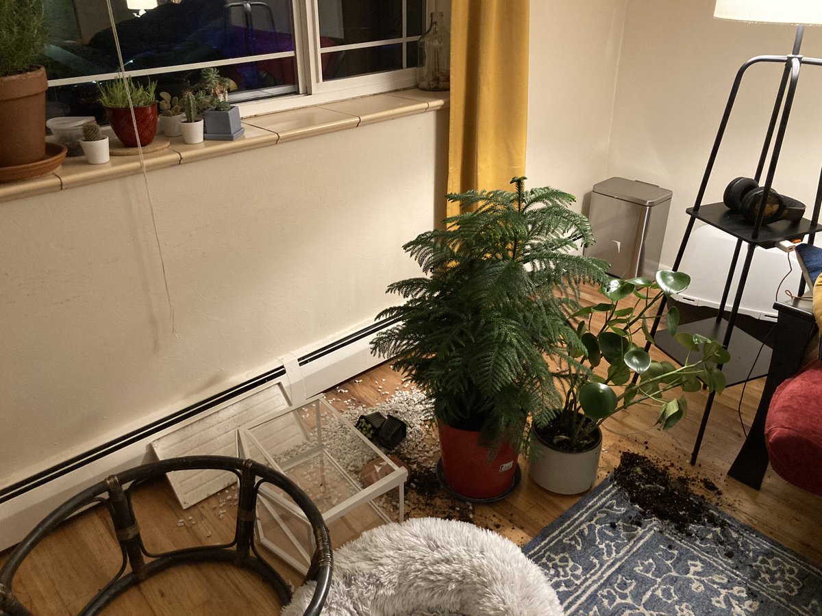 brazenfaces's tweet image. the crime                   the criminal