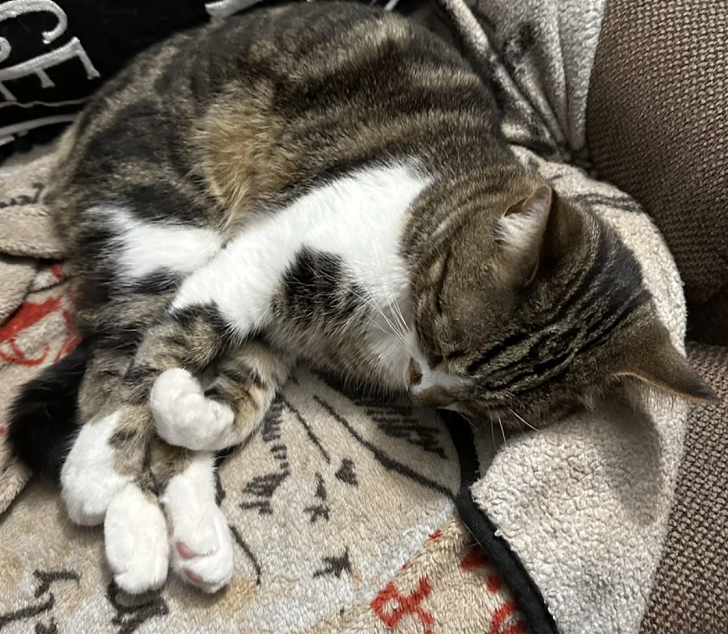 bromeranian's tweet photo. newest data entry in the trent allergy journal: he is allergic to the bajillion dollar food they feed hyperallergic cats (hydrolyzed protein). he is allergic to cross contamination levels of... corn. https://t.co/mFsWP53oc1