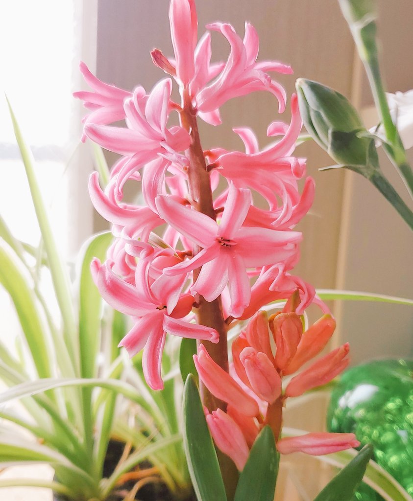 原稿完成して送りました！担当さん、後よろしくお願いします！

気づけばお部屋のヒヤシンスがキレイに咲いてました。かわいい😊 https://t.co/RDlCZQ6z3b