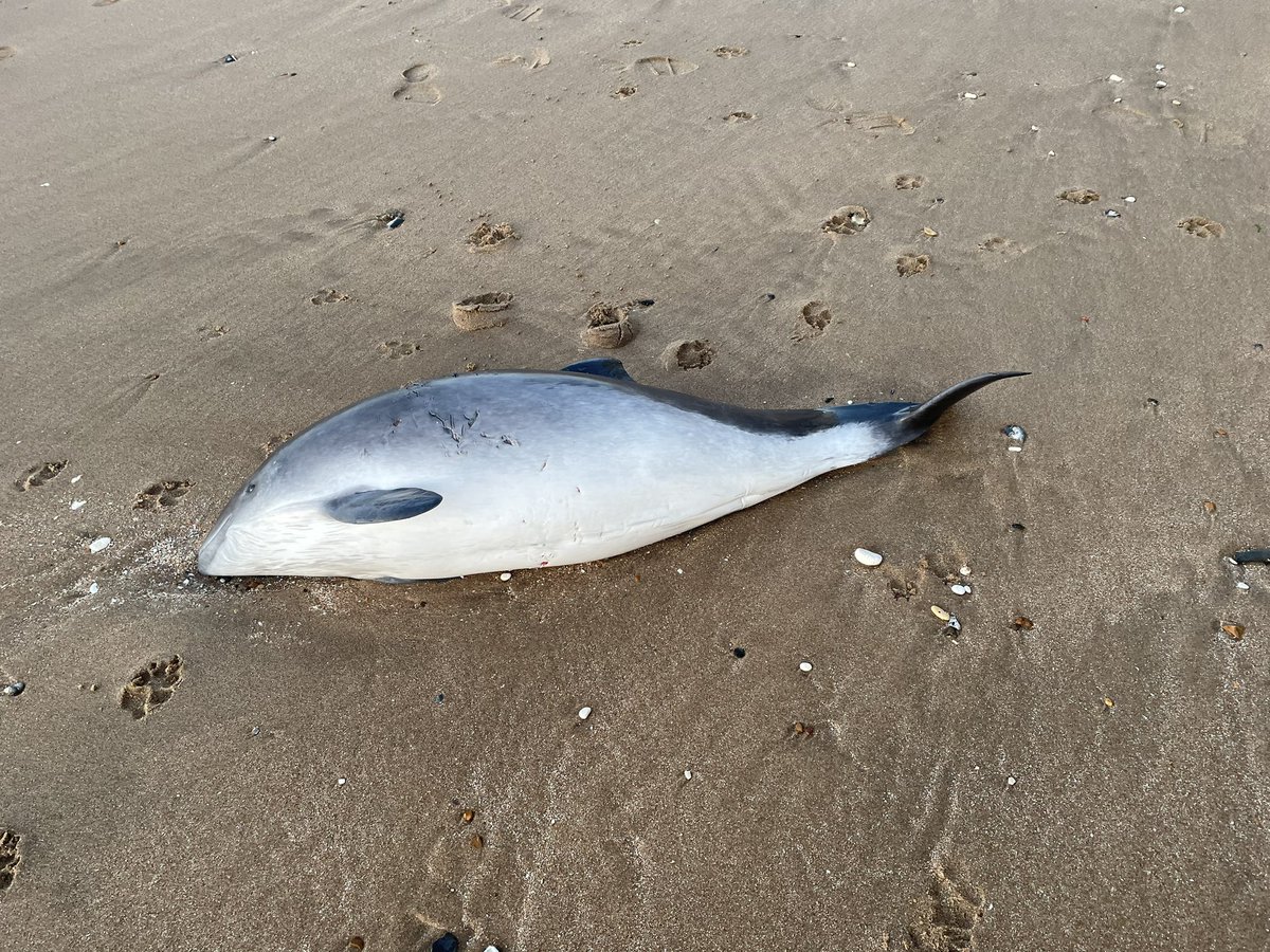 JoeHurling's tweet photo. @Kent_Online baby porpoise washed up on the beach at Ramsgate near Winterstoke Chines @BDMLR already notified https://t.co/EKhNd5g4WD