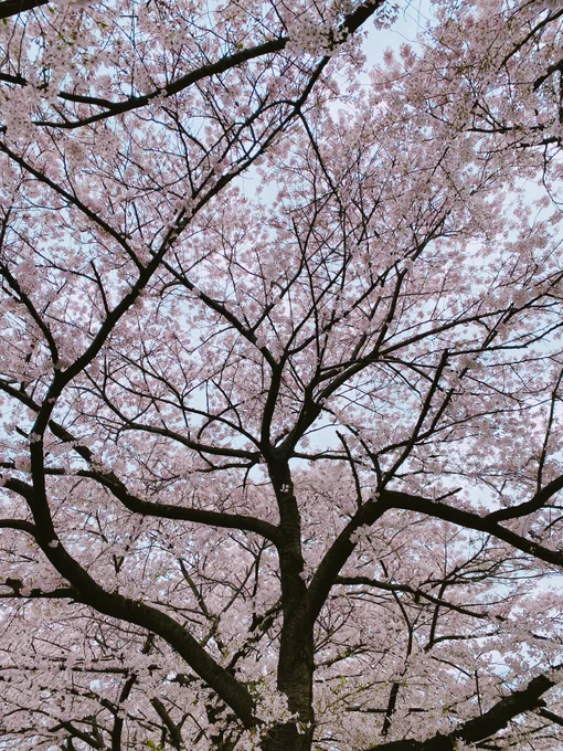満開だった〜 
