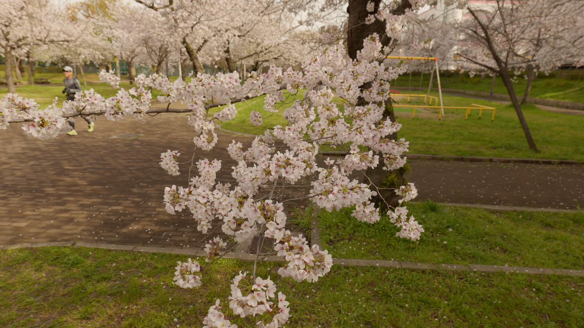 BF_camera's tweet photo. Here’s the #besttree in #osaka today. #さくら #お花見 Right near the Don Quixote store - Kyobashi #ドンキ in Miyakojima Ward on the east bank of Ogawa #sakura Looks like a great picnic spot &amp; kids playground #大阪 #osakasakura #cherryblossom #都島区由来記
https://t.co/SgJGanBC3F https://t.co/RqNOUqEvkF