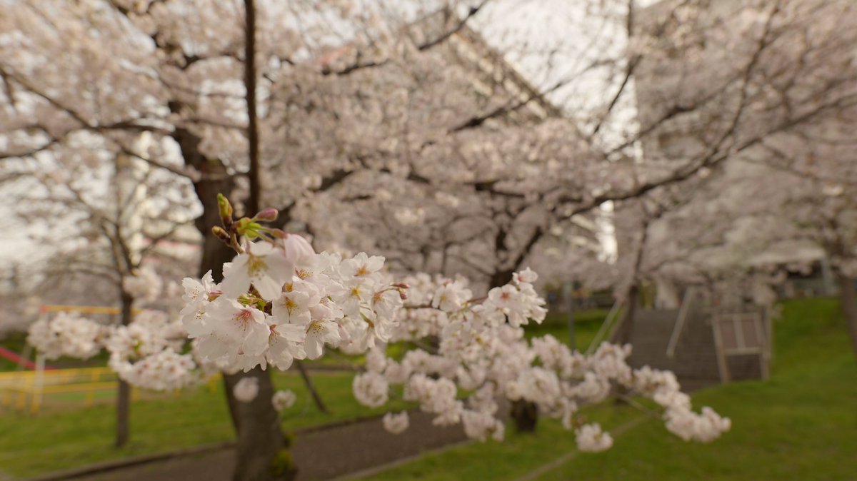 BF_camera's tweet photo. Here’s the #besttree in #osaka today. #さくら #お花見 Right near the Don Quixote store - Kyobashi #ドンキ in Miyakojima Ward on the east bank of Ogawa #sakura Looks like a great picnic spot &amp; kids playground #大阪 #osakasakura #cherryblossom #都島区由来記
https://t.co/SgJGanBC3F https://t.co/RqNOUqEvkF
