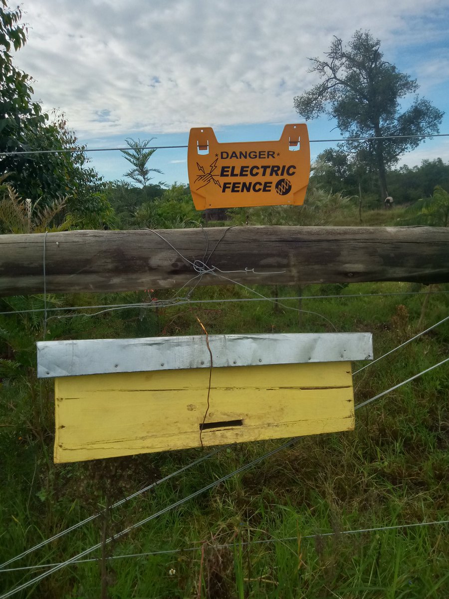 Olosida's tweet photo. Bee keeping and fruits farming can be done concurrently in the same farm. Oranges, strawberries... to offer flowers &amp; good environment. https://t.co/Tl9IUTsgBk