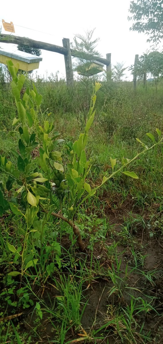 Olosida's tweet photo. Bee keeping and fruits farming can be done concurrently in the same farm. Oranges, strawberries... to offer flowers &amp; good environment. https://t.co/Tl9IUTsgBk