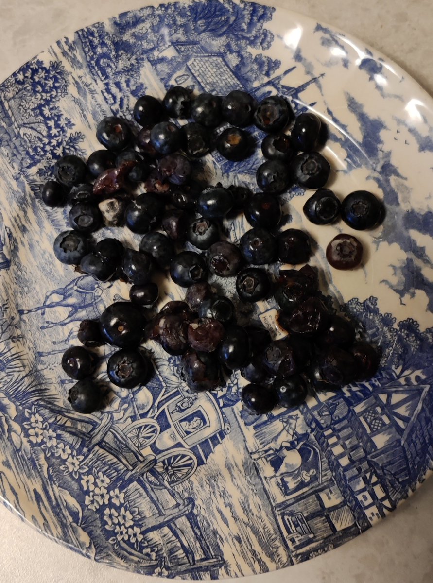 BenedicteLene's tweet image. 🧵Dette er drøye 100 gram #blåbær. Det er en firedel av innholdet i esken, til 70 kroner. Det har blitt spart på #strøm i min lokale #Kiwi butikk i høst/ vinter - og det har vært merkbart. Jeg har måttet kaste masse frukt og grønt. #norgesgruppen