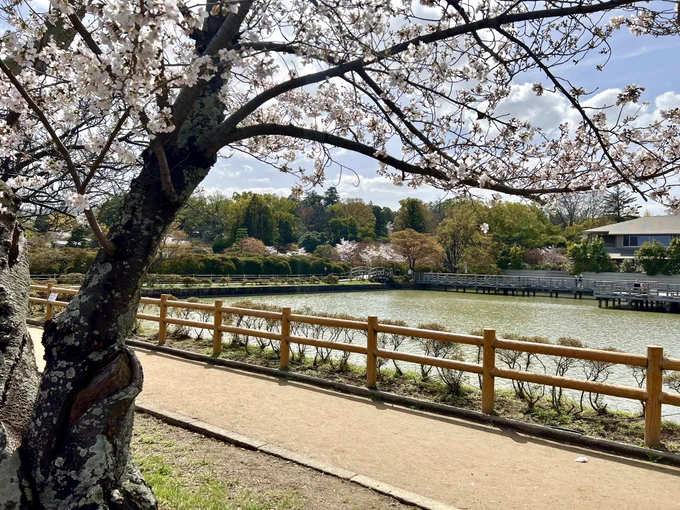 長岡天満宮までお散歩娘はずっと寝てました 