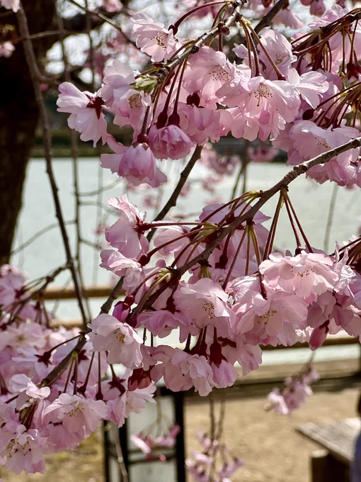 長岡天満宮までお散歩娘はずっと寝てました 